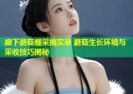 廊下蘑菇棚采摘实录 蘑菇生长环境与采收技巧揭秘