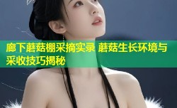 廊下蘑菇棚采摘实录 蘑菇生长环境与采收技巧揭秘